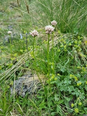 Valeriana alpestris