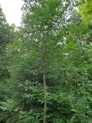 Fraxinus pennsylvanica subintegerrima