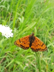 Melitaea interrupta