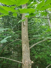 Fraxinus pennsylvanica subintegerrima