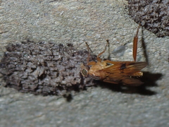Trichacantha atranupta