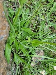 Valeriana alpestris
