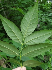 Fraxinus pennsylvanica subintegerrima