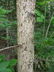 Fraxinus pennsylvanica subintegerrima