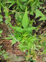 Patrinia scabiosifolia