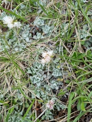 Antennaria caucasica