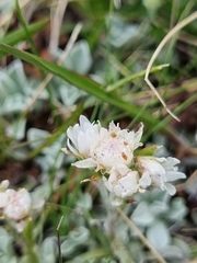 Antennaria caucasica
