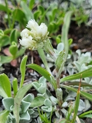 Antennaria caucasica