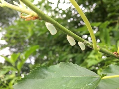 Ormenoides