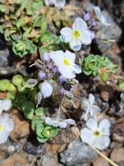 Veronica telephiifolia