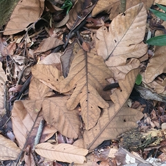 Artocarpus elasticus