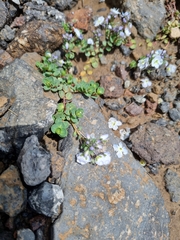 Veronica telephiifolia