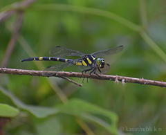 Macrogomphus wynaadicus