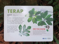 Artocarpus elasticus