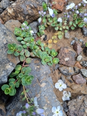 Veronica telephiifolia