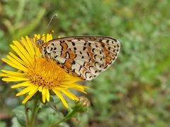 Melitaea interrupta