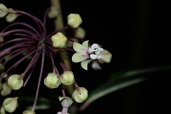 Asclepias similis