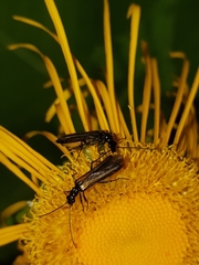 Oedemera femorata
