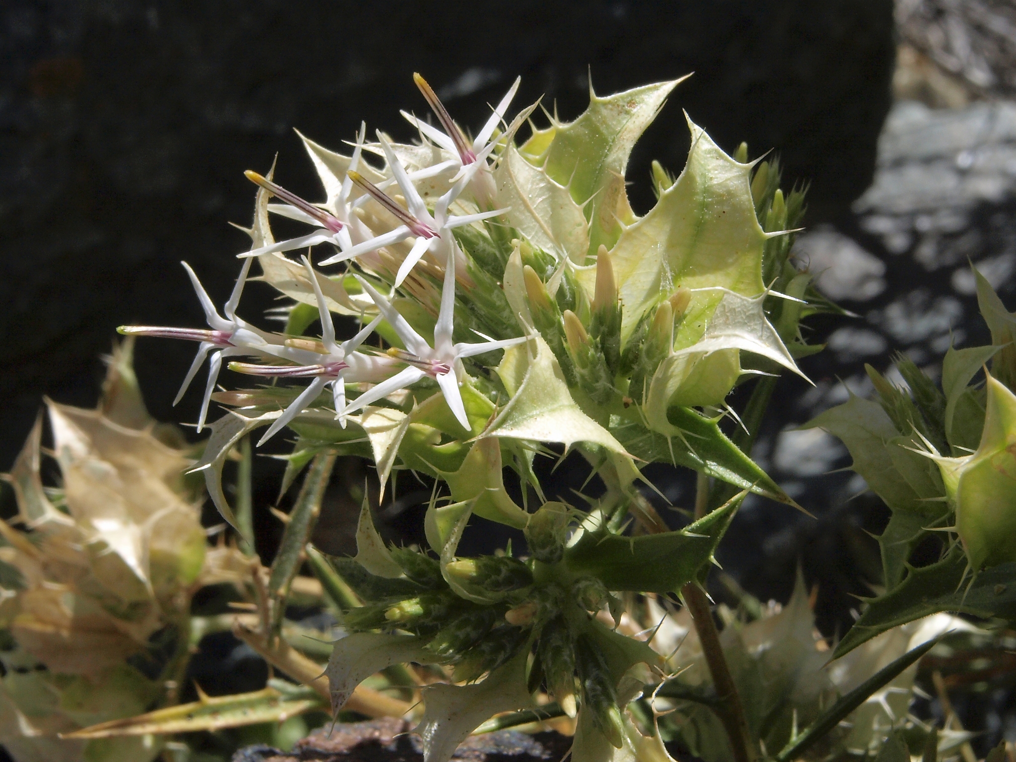 Hecastocleis shockleyi