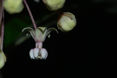 Asclepias similis