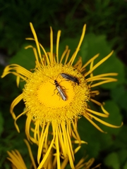 Oedemera femorata