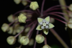 Asclepias similis