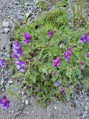 Vicia sosnowskyi