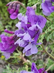 Vicia sosnowskyi