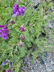 Vicia sosnowskyi