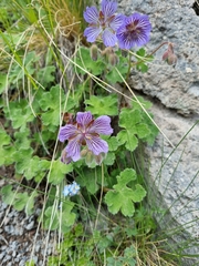 Geranium renardii
