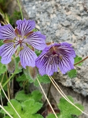 Geranium renardii