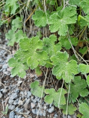 Geranium renardii