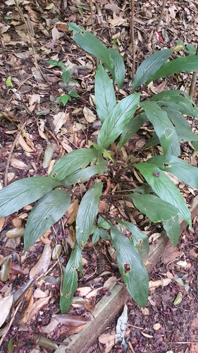 Image of Batflower (Tacca cristata) by (c) Cheongweei Gan, some rights reserved (CC BY)