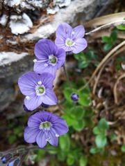Veronica aphylla