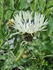 Centaurea cheiranthifolia