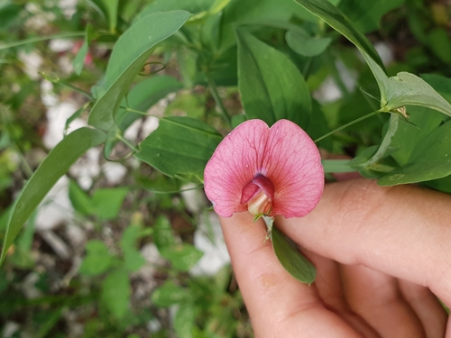 Lathyrus miniatus