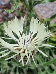 Centaurea cheiranthifolia
