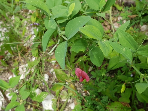 Lathyrus miniatus, photograph 1