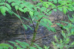 Aralia chinensis