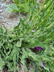 Centaurea cheiranthifolia