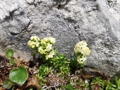 Galium noricum