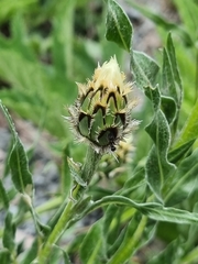 Centaurea cheiranthifolia