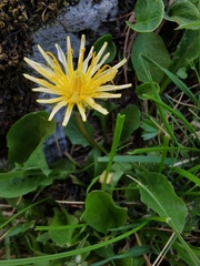 Taraxacum cucullatum