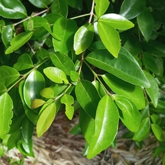 Magnoliopsida