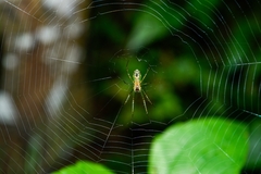 Leucauge