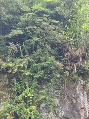 Callerya dielsiana