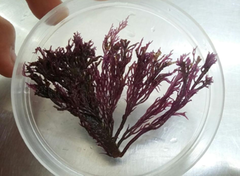 Gracilaria