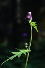 Cirsium alsophilum