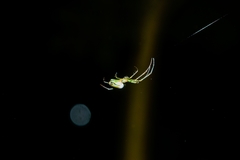 Leucauge