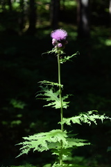 Cirsium alsophilum
